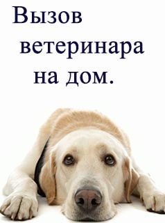 скорая помощь заболевшей собаке лечение собак
