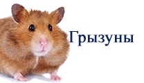 хомяк,грызун