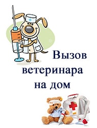 вызов ветеринара на дом