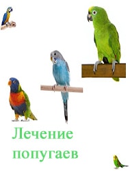 лечение попугаев на дому лечение попугаев