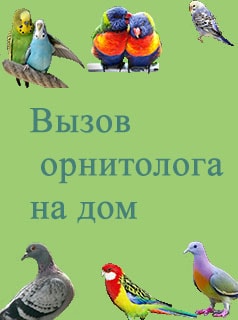 вызов орнитолога на дом птицы
