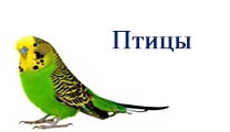 попугай,птицы