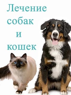 кошка и собака