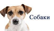собака