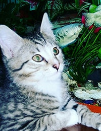 на дом
