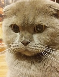 ветклиника для животных
