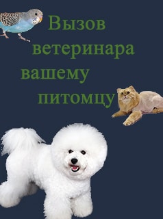 животные